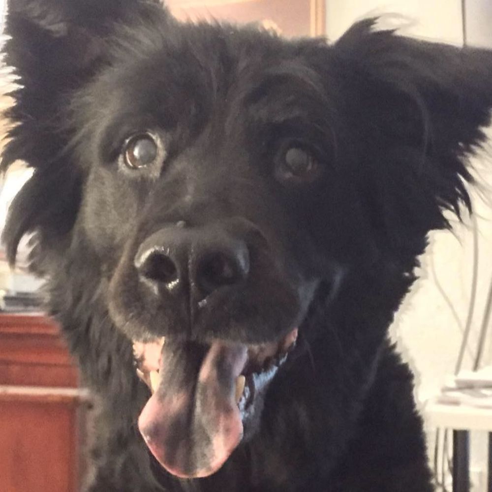 Meet your Posher, Lee ann